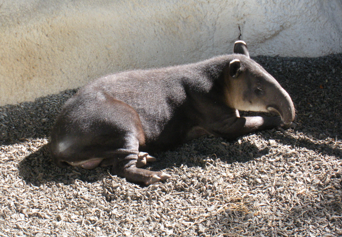 The Texas Zoo